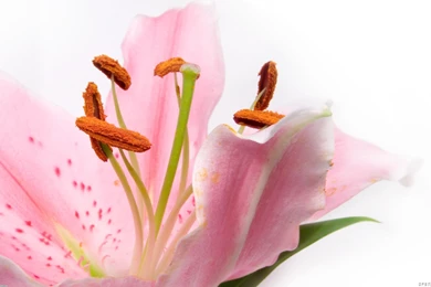 Pink Lily Wallpapers