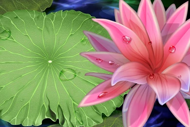 1920x1200 Pink Lily Desktop PC And Mac Wallpapers