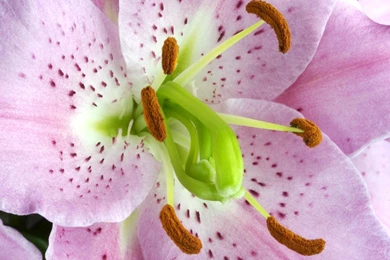 60+ Beautiful Pictures Of Colorful Lily
