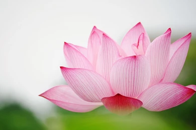 Nature Flower Garden Love Pink Lily Lotus Hd Wallpapers Wallpapers ...