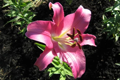 Pink Lily Pictures
