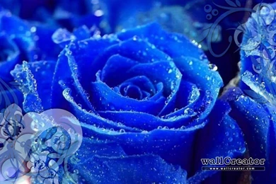 Blue Fantasy   1440 / 900 Wallpapers