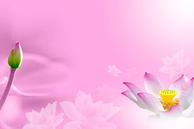 Lily Wallpapers >> Backgrounds With Quality HD