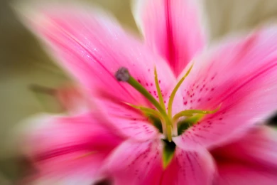 Pink Lily Zoom Widescreen Wallpapers