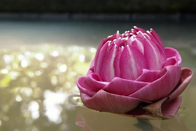 Pretty, Cushion, Pink, Wallpaper, Decoration (