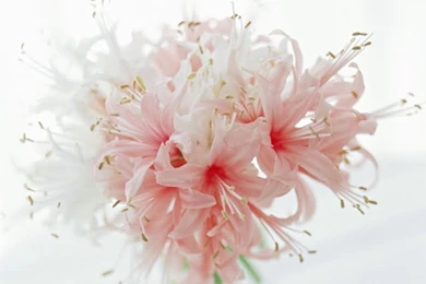 Pink Lily Flowers, Elegant Flower Ar... Wallpapers