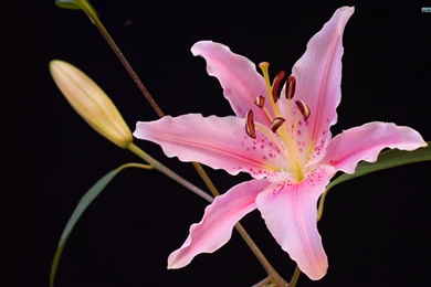 Lilies Wallpapers   Flower Wallpapers
