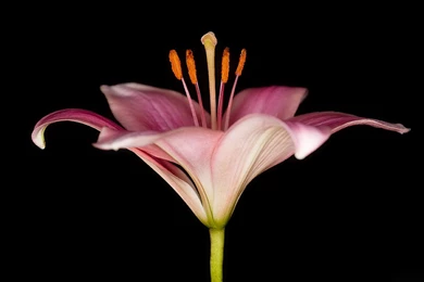 Pink Lily Flowers Wallpapers   695