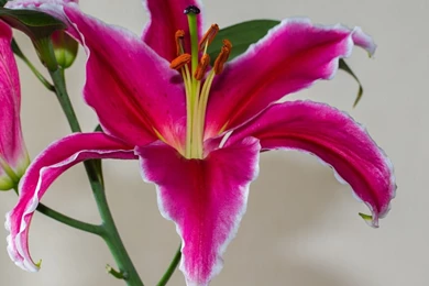 Pink Lily Wallpapers   Flower Wallpapers