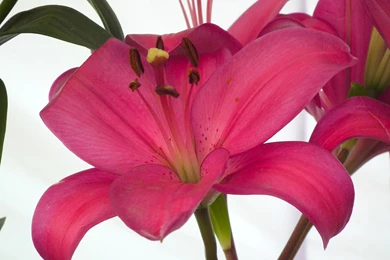 BEAUTIFUL TINY ICON ASIATIC PINK COLOR LILY FLOWER WALLPAPER ...