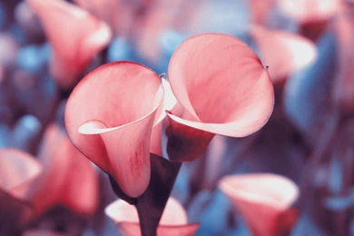 Pink Lily With A Red Border Wallpapers And Images   Wallpapers ...