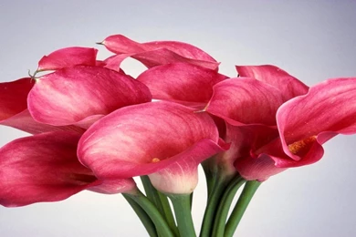 Pink Calla Lily Wallpapers » WallDevil   Best Free HD Desktop And ...