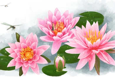 Water Lilies HD Wallpapers 6.jpg