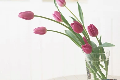 Flower Photography   Flower Art   Floral Design30   Wallcoo.net