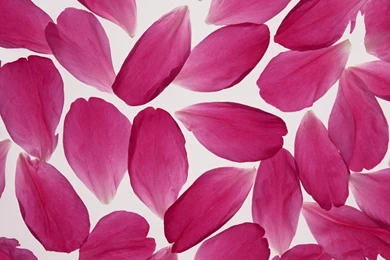 Flower Art   Art Flowers Photos   Flower Photography 1024x768 ...