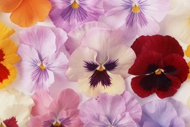 Flower Art   Art Flowers Photos   Flower Photography 1280x1024 ...