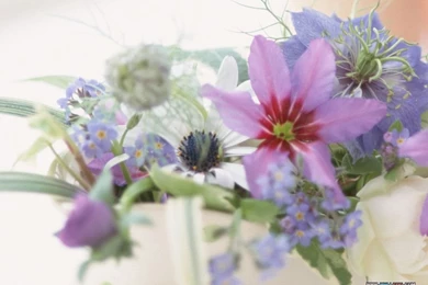 Flower Photography   Flower Art   Floral Design2   Wallcoo.net