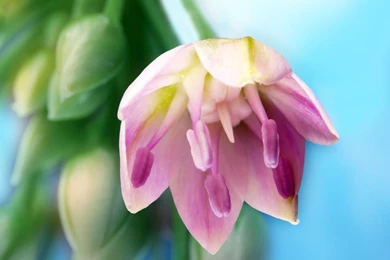 Free Screensavers And Wallpapers   KScreensavers.com