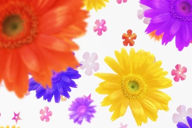 Flower, Autumn, Art, Wallpaper, Pine, Combs, Backgrounds (