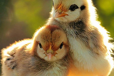 iPad Retina Wallpapers HD   Retina Ready, Stunning Wallpapers