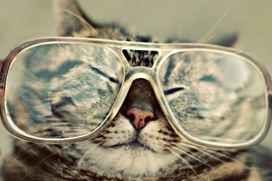 Funny top 10 wallpapers in stock 1600x1200.jpg