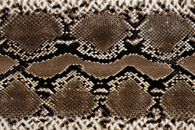 Snake Skin HD Wallpapers.jpg