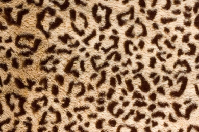 Download Wallpapers Leopard Skin (1920 X 1080 HDTV 1080p). Desktop ...