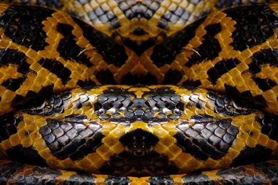 Wallpaper: Wallpapers Skins