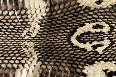 Snake Skin Wallpapers YoYoWallpapers: Download Today's Best HD ...