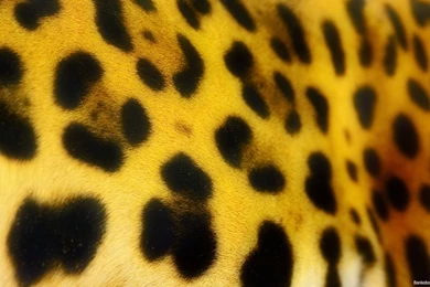 Tiger Skin Wallpapers   Wallpapers HD Fine