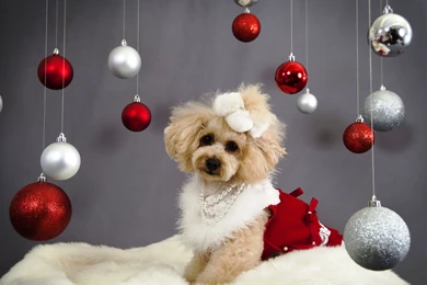Christmas Dogs Pictures ~ Toptenpack.com
