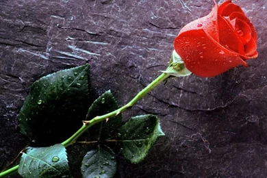 Free Flower Wallpapers For Desktop   Wallpapers Cave