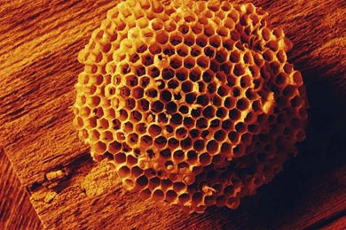 Honeycomb Wallpapers