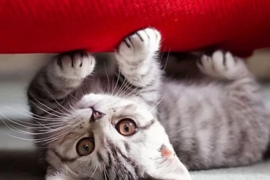 Iphone HD Wallpapers   Image Wallpapers