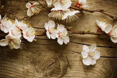 Vintage Flowers Wallpapers HD Pictures