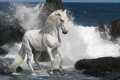 Imaginary Horses HD Wallpapers