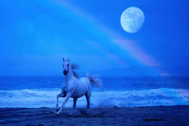 Horses Wallpapers   Crazy Frankenstein