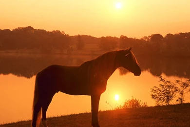 Free Wallpapers Joe Banjo Rocky Mountain Horse Pennsylvania