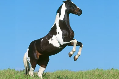 Free Horse Wallpapers   HD Wallpapers Pretty