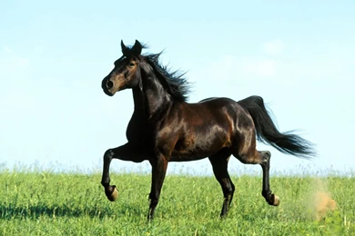 Jesus Power: Horse Wallpapers Hd