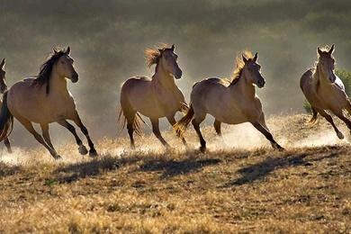 Desktop wallpapers free good lking wild horses.jpg