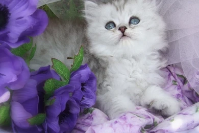 Cats White Kitten Purple Flowers Animal Cat Pet Flower Tapetus ...