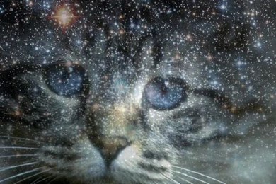 Space Cat Backgrounds