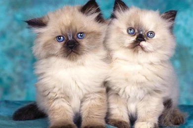 30 + Cute Cat Pictures