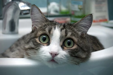 Cats Really Cat Desktop Backgrounds ~ Cats For HD 16:9 High ...