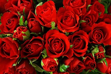 Bigstock Red roses background–natural 25946009 Paid