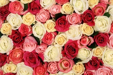 Desktop Wallpapers » Flowers Backgrounds » Fragrent Roses » Www ...