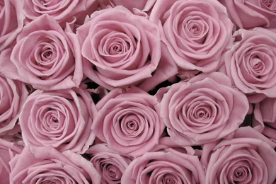 Rose Backgrounds Wallpapers