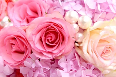 Gallery For   Tumblr Backgrounds Roses
