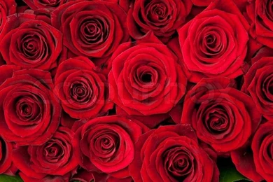 Beautiful Red Roses, Backgrounds Texture